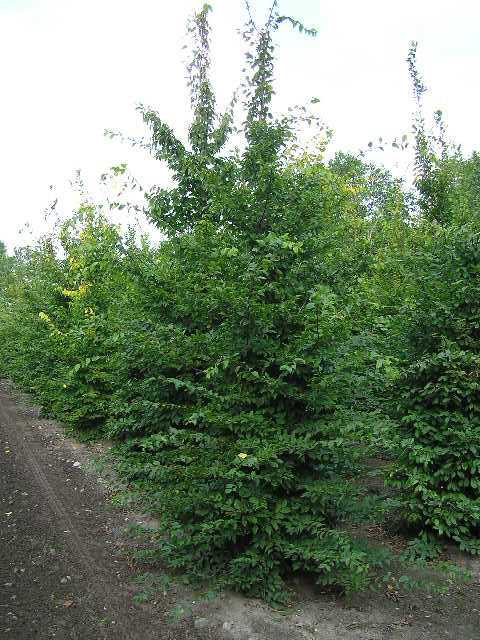 Hainbuche als Ballenpflanze